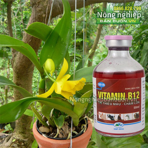 Dung dịch Vitamin B12 giải độc cho cây - T163
