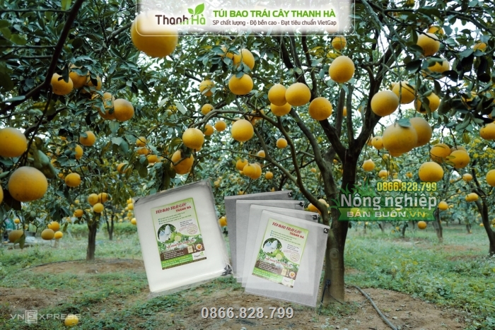 Túi vải giúp trái cây có mẫu mã đẹp, nâng cao năng suất Túi vải giúp trái cây có mẫu mã đẹp, nâng cao năng suất
