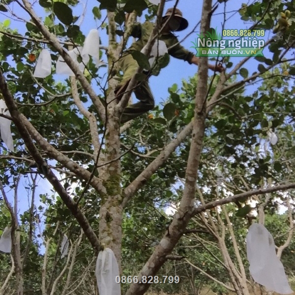 Túi bọc mít được nhiều nhà vườn sử dụng Túi bọc mít được nhiều nhà vườn sử dụng
