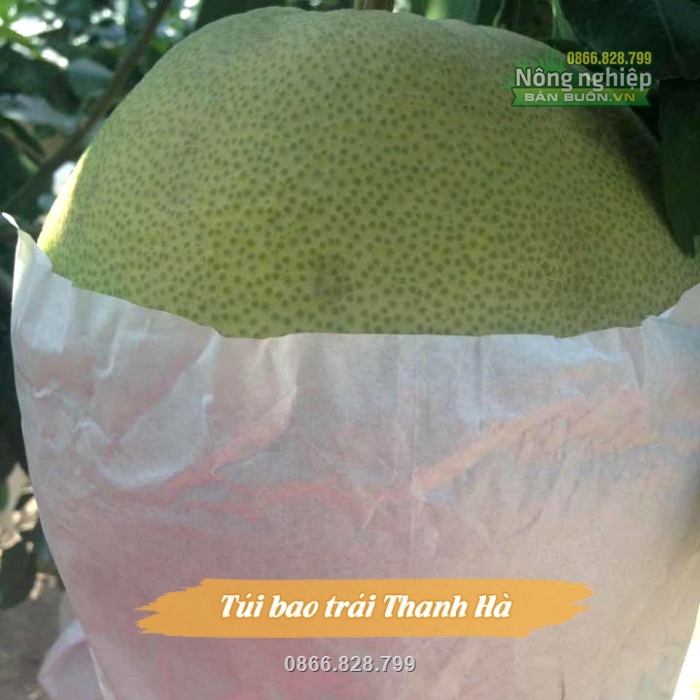 Bao bọc trái cây bảo vệ trái khỏi côn trùng phá hoại Bao bọc trái cây bảo vệ trái khỏi côn trùng phá hoại