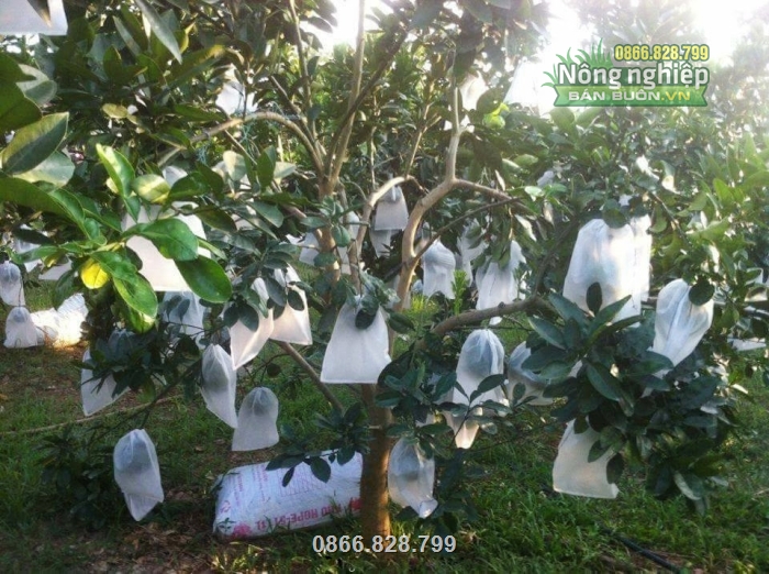 Bao bọc bảo vệ trái khỏi côn trùng, nắng gắt và sương muối hiệu quả Bao bọc bảo vệ trái khỏi côn trùng, nắng gắt và sương muối hiệu quả