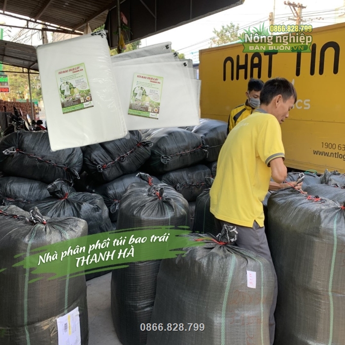 Cung cấp và phân phối số lượng lớn túi bao trái Thanh Hà trên toàn quốc Cung cấp và phân phối số lượng lớn túi bao trái Thanh Hà trên toàn quốc