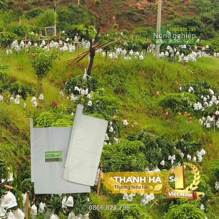 Bao trái cây Thanh Hà được nhiều nhà vườn ưa chuộng sử dụng Bao trái cây Thanh Hà được nhiều nhà vườn ưa chuộng sử dụng
