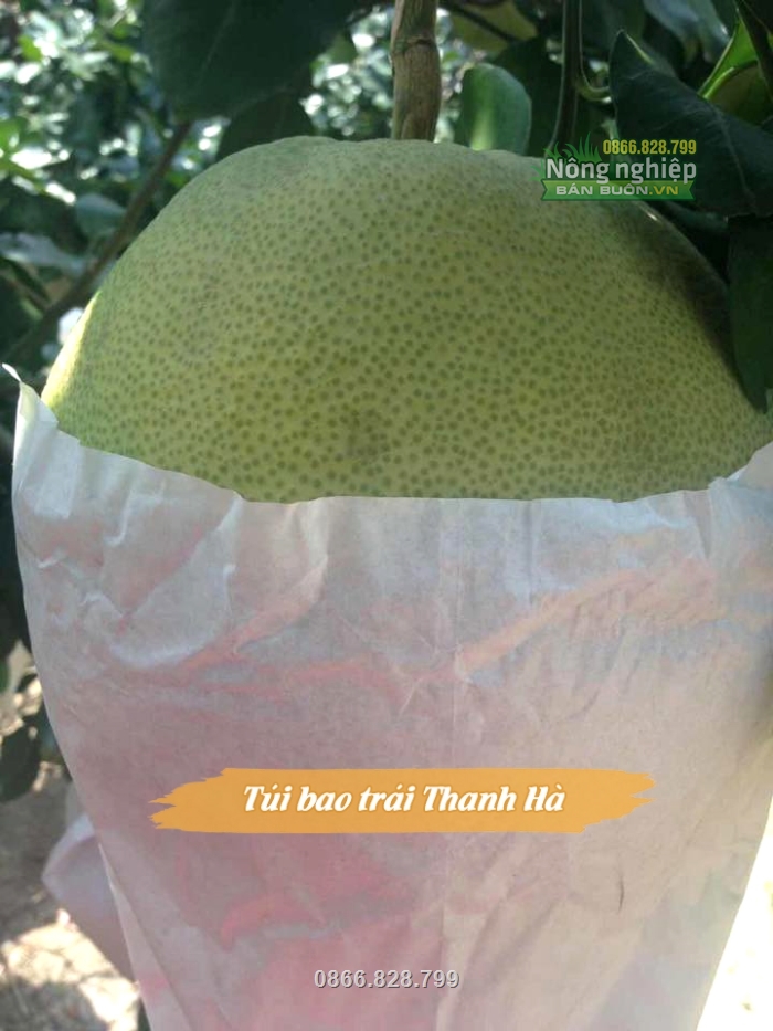 Sản phẩm giúp bảo vệ trái cây khỏi côn trùng châm chích phá hoại Sản phẩm giúp bảo vệ trái cây khỏi côn trùng châm chích phá hoại
