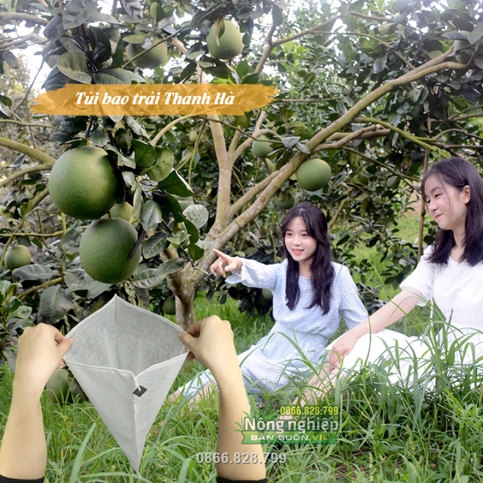 Túi bọc trái cây Thanh Hà giúp bảo vệ trái cây khỏi côn trùng gây hại Túi bọc trái cây Thanh Hà giúp bảo vệ trái cây khỏi côn trùng gây hại