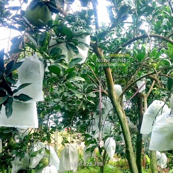 Sản phẩm được nhiều nhà vườn tin tưởng sử dụng Sản phẩm được nhiều nhà vườn tin tưởng sử dụng