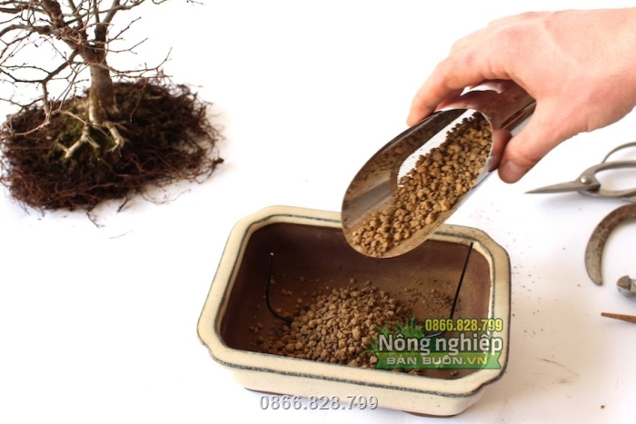 Sản phẩm được sử dụng nhiều để trồng các loại bonsai mini, cây cảnh,...