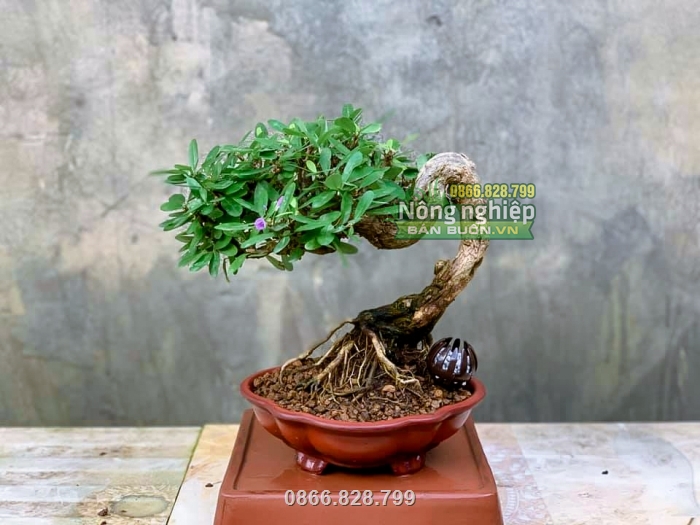 Sản phẩm được rất nhiều nhà vườn trồng bonsai lựa chọn sử dụng
