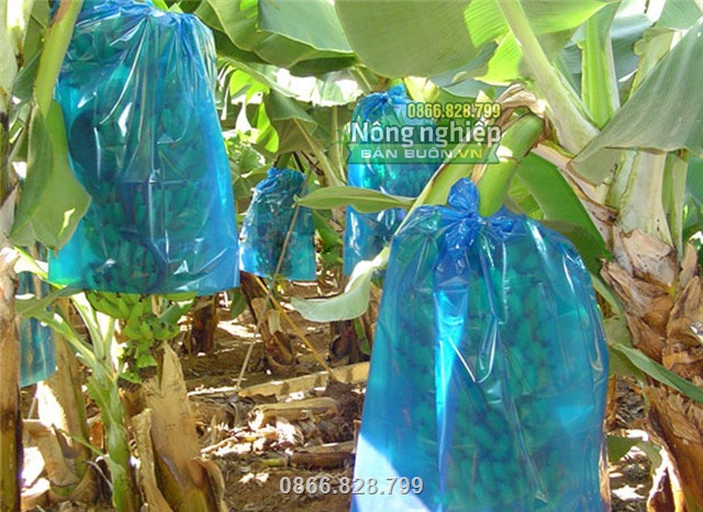 Nhiều khách hàng sử dụng túi vải Thanh Hà để bao bọc cho trái cây trong vườn