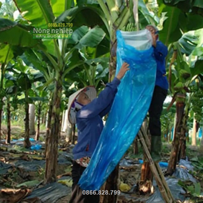 Nhiều nhà vườn sử dụng túi nilon bao chuối Thanh Hà