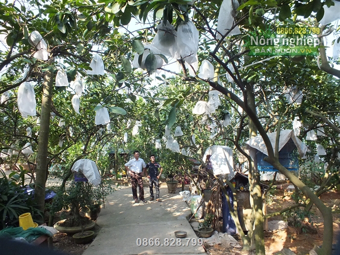 Vườn cây sử dụng túi vải bao trái cây Thanh Hà Vườn cây sử dụng túi vải bao trái cây Thanh Hà