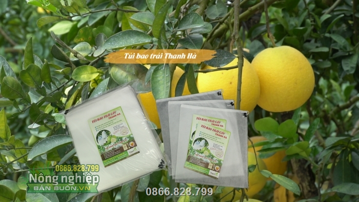 Túi bao quả bưởi giúp chống ruồi vàng và côn trùng phá hoại Túi bao quả bưởi giúp chống ruồi vàng và côn trùng phá hoại