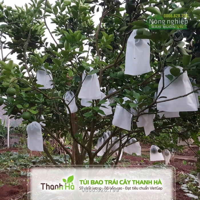 Túi bọc bưởi chống nắng nóng và côn trùng châm chích hiệu quả Túi bọc bưởi chống nắng nóng và côn trùng châm chích hiệu quả