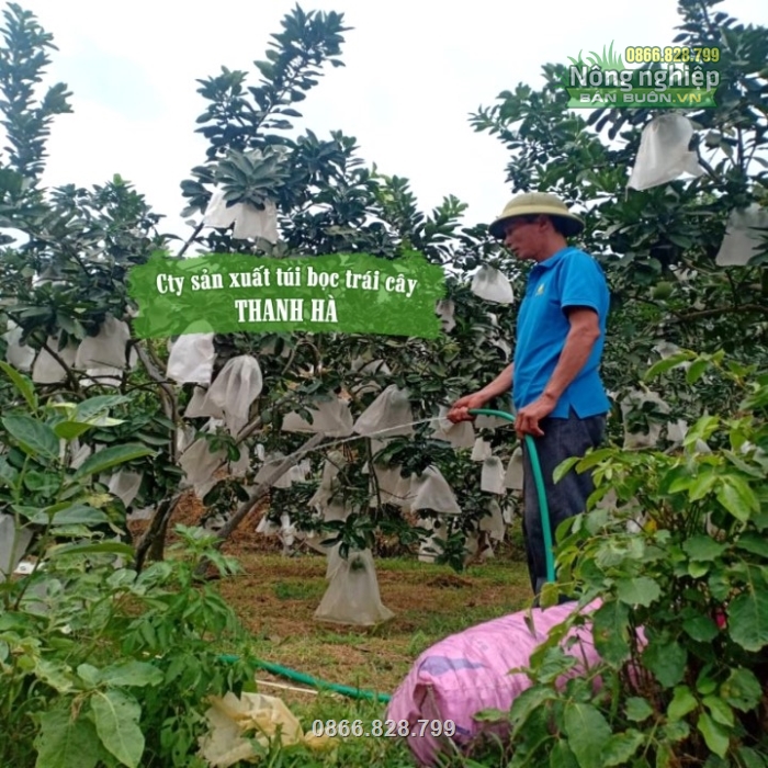 Bao bọc trái cây giúp bảo vệ trái khỏi côn trùng hiệu quả Bao bọc trái cây giúp bảo vệ trái khỏi côn trùng hiệu quả