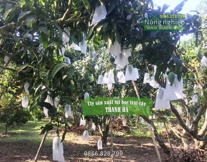Túi vải Thanh Hà chất lượng được các nhà vườn sử dụng rộng rãi Túi vải Thanh Hà chất lượng được các nhà vườn sử dụng rộng rãi