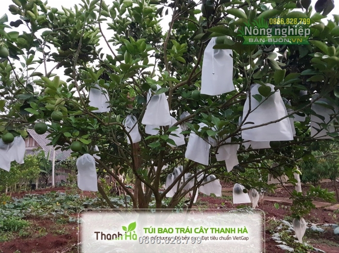 Túi bọc trái cây tránh côn trùng được nhiều nhà vườn sử dụng Túi bọc trái cây tránh côn trùng được nhiều nhà vườn sử dụng