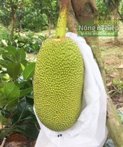 Túi bọc trái cây tránh côn trùng cỡ 50x70cm hiệu Thanh Hà