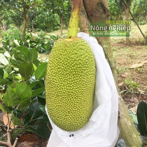Túi bọc trái cây tránh côn trùng cỡ 50x70cm hiệu Thanh Hà
