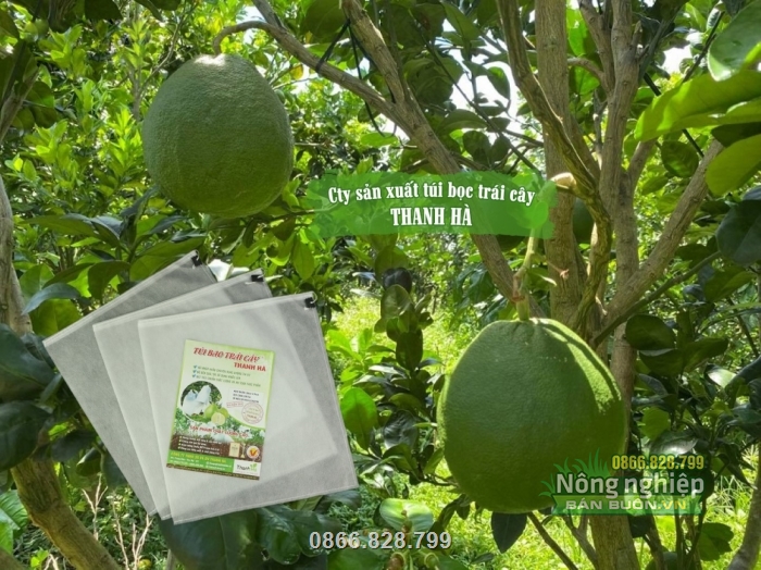Túi được sử dụng rộng rãi trong các vườn cây ăn trái hiện nay Túi được sử dụng rộng rãi trong các vườn cây ăn trái hiện nay