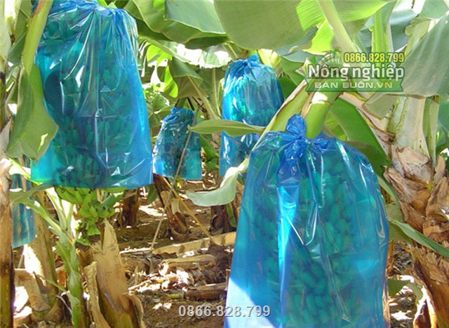 Túi bao chùm chuối giúp bảo vệ trái từ khi còn nhỏ