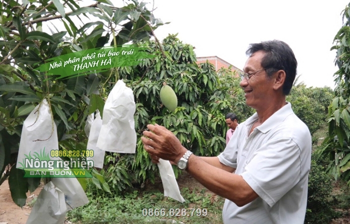 Nhiều nhà vườn lựa chọn túi giấy để bao bọc bảo vệ trái xoài