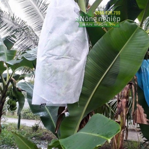 Túi vải không dệt bọc trái cây Thanh Hà cỡ 60x100cm chuyên chùm chuối